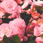 pink flowers